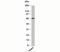 Unc-93 Homolog B1, TLR Signaling Regulator antibody, 33-023, ProSci, Western Blot image 