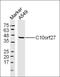 Laminin Subunit Alpha 2 antibody, orb1526, Biorbyt, Western Blot image 