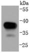 Mitogen-Activated Protein Kinase Kinase 3 antibody, NBP2-67747, Novus Biologicals, Western Blot image 