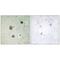 Cyclin Dependent Kinase 5 antibody, MBS9413726, MyBioSource, Immunohistochemistry paraffin image 