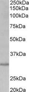 Cardiolipin Synthase 1 antibody, LS-B9167, Lifespan Biosciences, Western Blot image 