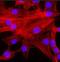 Actin Alpha 1, Skeletal Muscle antibody, NBP2-25142, Novus Biologicals, Immunocytochemistry image 