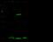 Galectin 7B antibody, 12000-T42, Sino Biological, Western Blot image 
