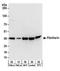 Fibrillarin antibody, A303-891A, Bethyl Labs, Western Blot image 