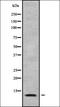 HUS1 Checkpoint Clamp Component B antibody, orb337859, Biorbyt, Western Blot image 