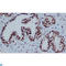 Chromobox 3 antibody, LS-C812998, Lifespan Biosciences, Immunohistochemistry paraffin image 