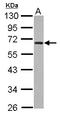 Zinc Finger Protein 215 antibody, LS-C155395, Lifespan Biosciences, Western Blot image 