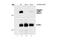 CCAAT Enhancer Binding Protein Alpha antibody, 2841T, Cell Signaling Technology, Western Blot image 