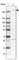 Leucine Rich Repeat Kinase 2 antibody, HPA014293, Atlas Antibodies, Western Blot image 
