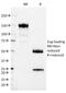 CD37 Molecule antibody, 33-505, ProSci, Western Blot image 