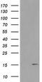 Retrotransposon Gag Like 8B antibody, MA5-25358, Invitrogen Antibodies, Western Blot image 