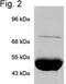 Putative endoplasmin-like protein antibody, NB300-555, Novus Biologicals, Western Blot image 