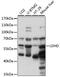 Lactate Dehydrogenase D antibody, 16-349, ProSci, Western Blot image 