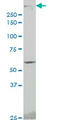 Protein Kinase, DNA-Activated, Catalytic Subunit antibody, LS-B5503, Lifespan Biosciences, Western Blot image 