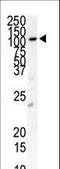 Fms Related Tyrosine Kinase 3 antibody, LS-C97535, Lifespan Biosciences, Western Blot image 