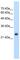 Nicotinamide N-Methyltransferase antibody, ab58743, Abcam, Western Blot image 