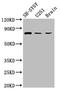 Neurochondrin antibody, CSB-PA015524LA01HU, Cusabio, Western Blot image 
