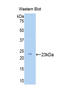 Zyxin antibody, LS-C297032, Lifespan Biosciences, Western Blot image 