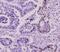 Small Ubiquitin Like Modifier 2 antibody, MBS200184, MyBioSource, Immunohistochemistry frozen image 