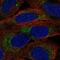 Alpha 1,4-Galactosyltransferase (P Blood Group) antibody, PA5-67429, Invitrogen Antibodies, Immunofluorescence image 