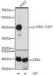 CRK Like Proto-Oncogene, Adaptor Protein antibody, LS-C750629, Lifespan Biosciences, Western Blot image 