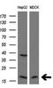 p21 antibody, LS-C794332, Lifespan Biosciences, Western Blot image 