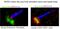 Transmembrane Protein 67 antibody, 13975-1-AP, Proteintech Group, Immunofluorescence image 