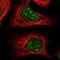 COP9 Signalosome Subunit 4 antibody, NBP2-55230, Novus Biologicals, Immunofluorescence image 