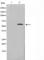p53 antibody, abx012297, Abbexa, Western Blot image 