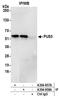 Pseudouridine Synthase 3 antibody, A304-958A, Bethyl Labs, Immunoprecipitation image 