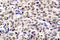 CAMP Responsive Element Binding Protein 1 antibody, LS-C177688, Lifespan Biosciences, Immunohistochemistry paraffin image 