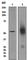 Somatostatin Receptor 5 antibody, ab109495, Abcam, Western Blot image 