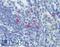 Interleukin 13 antibody, LS-B3767, Lifespan Biosciences, Immunohistochemistry paraffin image 