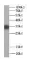Integral Membrane Protein 2C antibody, FNab04419, FineTest, Western Blot image 