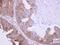 Betaine--Homocysteine S-Methyltransferase antibody, NBP1-32443, Novus Biologicals, Immunohistochemistry paraffin image 