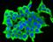 Gamma-Aminobutyric Acid Type A Receptor Alpha5 Subunit antibody, NBP2-75497, Novus Biologicals, Immunocytochemistry image 