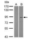 Tripartite Motif Containing 2 antibody, NBP2-20709, Novus Biologicals, Western Blot image 