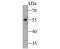 Gasdermin E antibody, NBP2-80426, Novus Biologicals, Western Blot image 