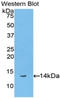 Biglycan antibody, LS-C297524, Lifespan Biosciences, Western Blot image 