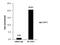 SET Domain Bifurcated Histone Lysine Methyltransferase 1 antibody, PA5-30334, Invitrogen Antibodies, Chromatin Immunoprecipitation image 