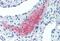 Left-Right Determination Factor 2 antibody, MBS245271, MyBioSource, Immunohistochemistry paraffin image 