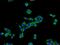 Lipopolysaccharide Binding Protein antibody, 11836-1-AP, Proteintech Group, Immunofluorescence image 
