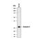 Granzyme A antibody, MAB2905, R&D Systems, Western Blot image 