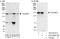 TSC22 Domain Family Member 1 antibody, A303-582A, Bethyl Labs, Western Blot image 