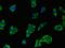 Probable phospholipid-transporting ATPase IB antibody, orb47183, Biorbyt, Immunofluorescence image 