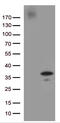 HMGE antibody, CF812313, Origene, Western Blot image 