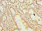 Receptor Accessory Protein 4 antibody, orb356375, Biorbyt, Immunohistochemistry paraffin image 