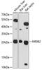 Nuclear Receptor Subfamily 0 Group B Member 2 antibody, 18-340, ProSci, Western Blot image 