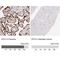 Activating Transcription Factor 3 antibody, NBP1-85816, Novus Biologicals, Immunohistochemistry paraffin image 