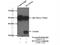 Solute Carrier Family 25 Member 4 antibody, 15997-1-AP, Proteintech Group, Immunoprecipitation image 